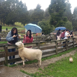 International students sheepworld 003