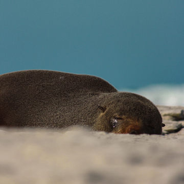 Sleeping seal thomas hope